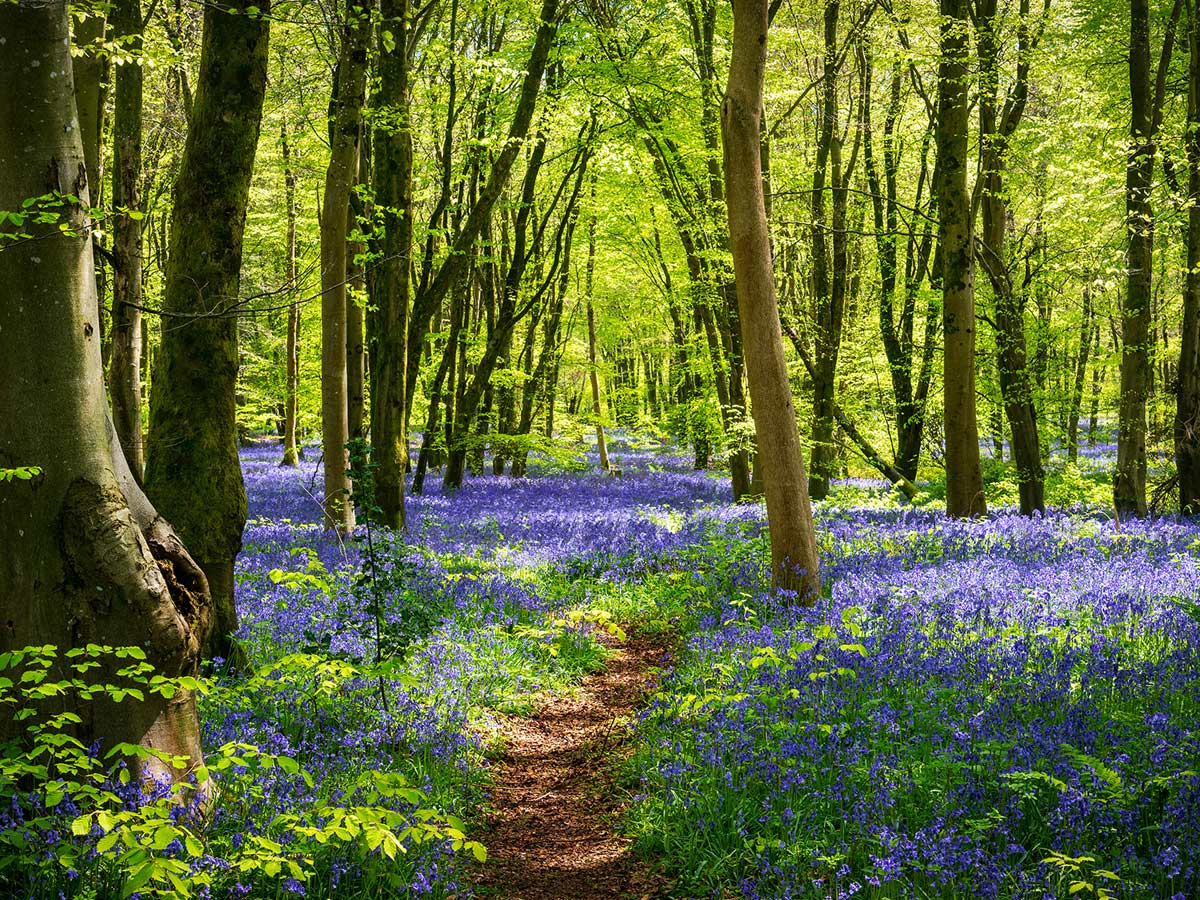 UK forest